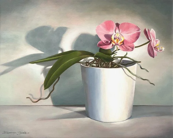 Bronwyn Searle • orchids shadows • oil on canvas • 40 x 50 cm • $2400