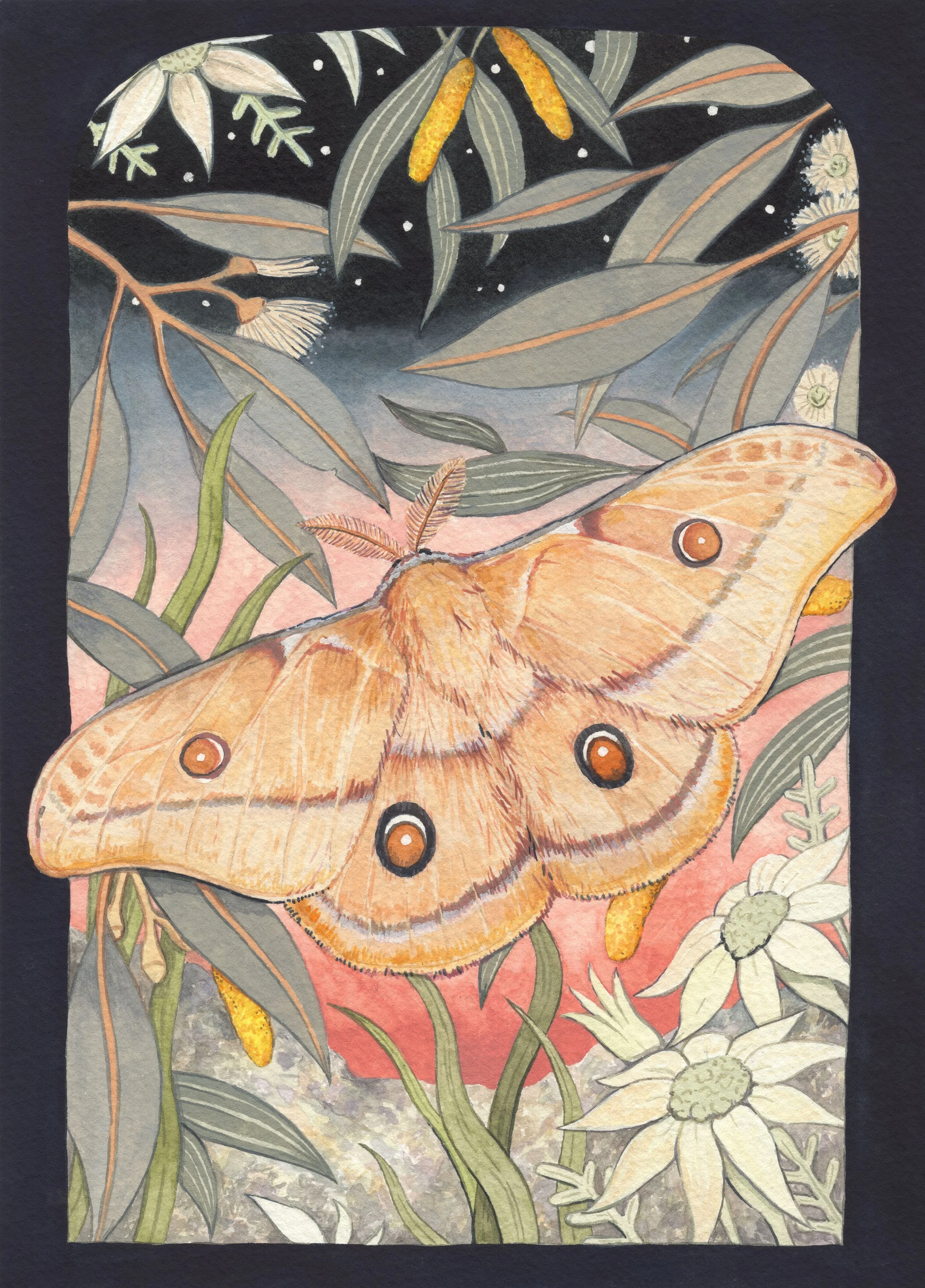 Ingrid Bartkowiak • emperor gum moth • watercolour • 22.6 x 28.4 cm • $680