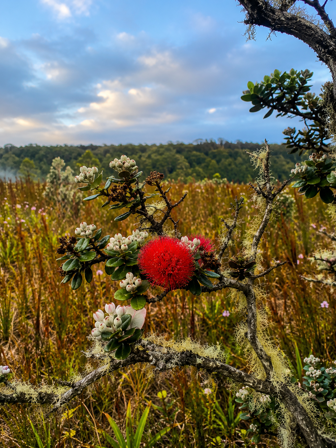 Close-up of a flowering shrub with a bright red round flower, white flower buds, green leaves, and yellow lichen on branches. A field of plants and a tree in the background under a partly cloudy sky.