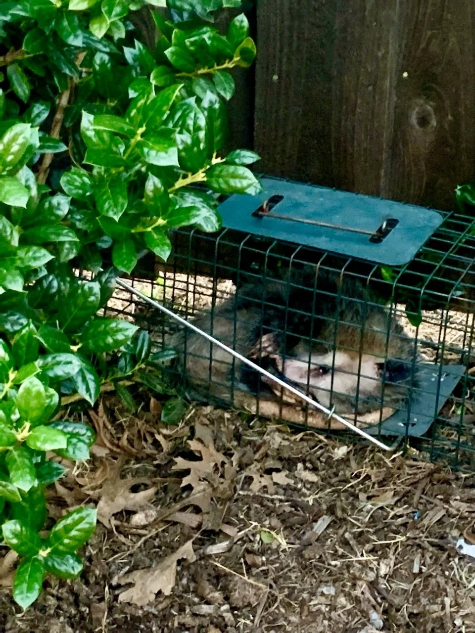 A trap with a wild animal, possibly a raccoon, inside, placed among leaves and debris near a wooden fence.