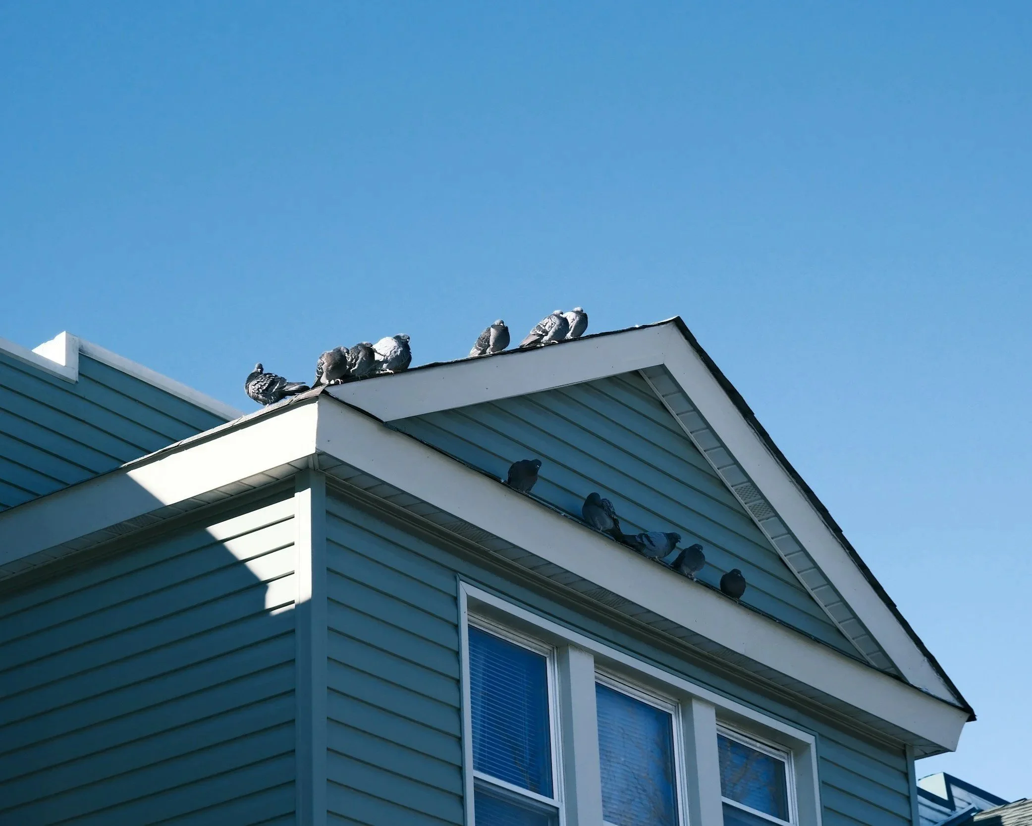 Bird Control
