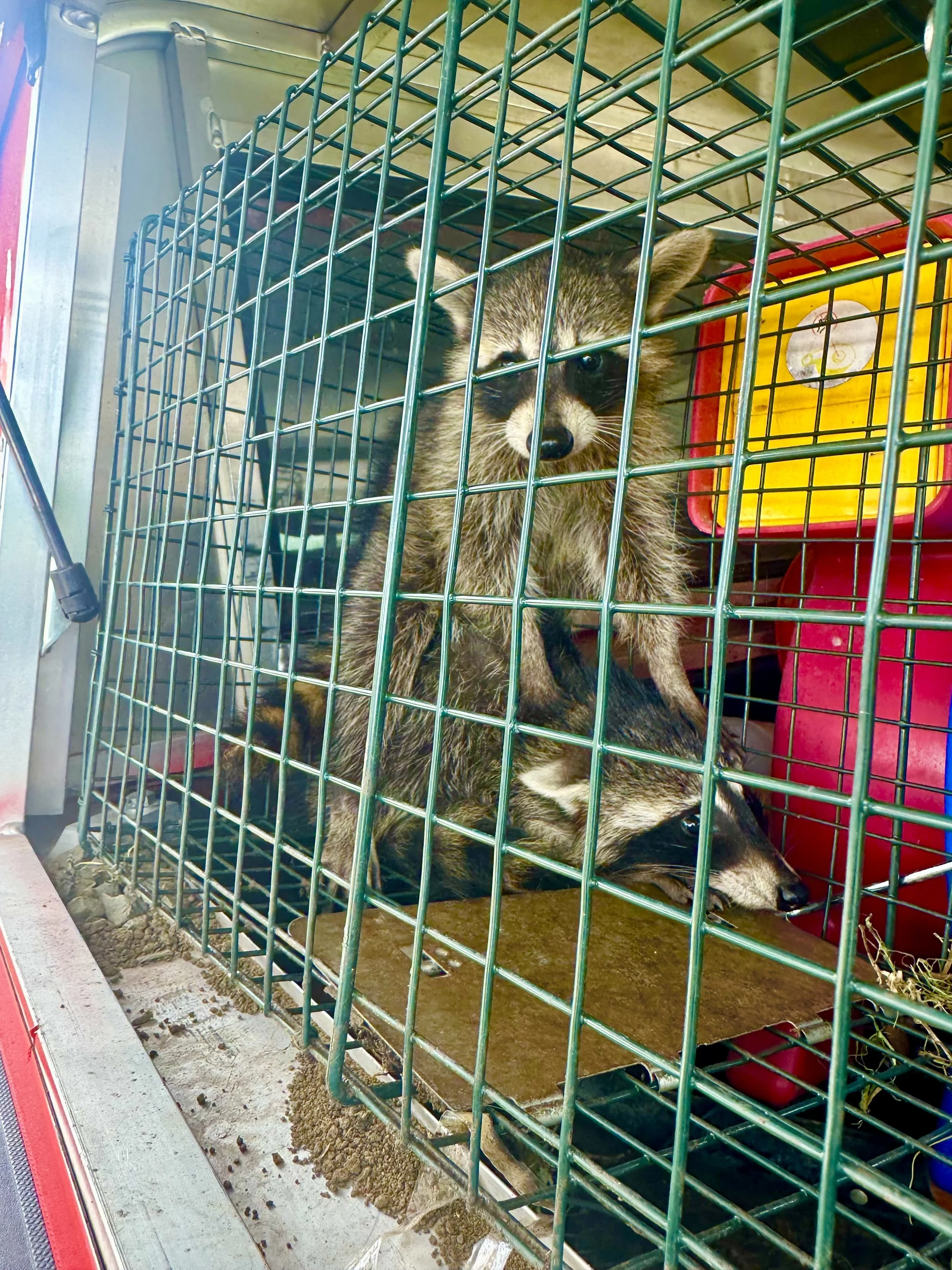 A raccoon inside a pet carrier at an animal shelter, with a red and yellow litter box nearby.