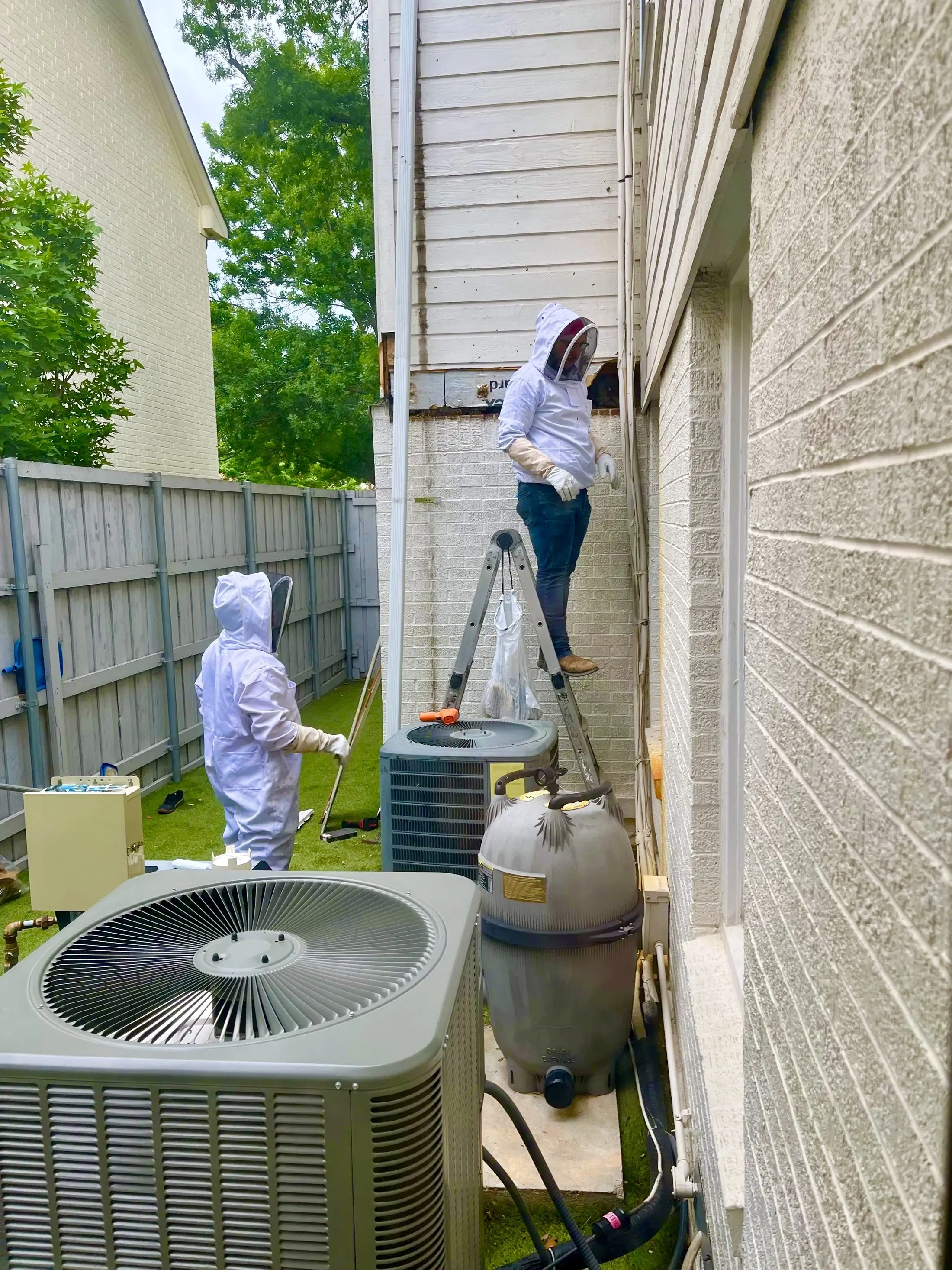 Two workers dressed in white protective suits and masks working on air conditioning units outside a building. One is standing on a step ladder inspecting the wall, while the other is on the ground near the units. bee removal service