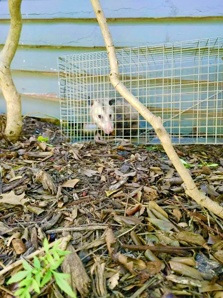 A ferret in a plastic wire cage outside, with a dirt ground covered in leaves and sticks. The ferret has a pink nose and is looking out of the cage.