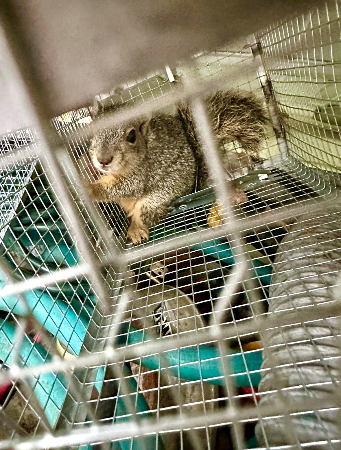 A squirrel inside a metal cage, sitting on a green platform, looking to the side.