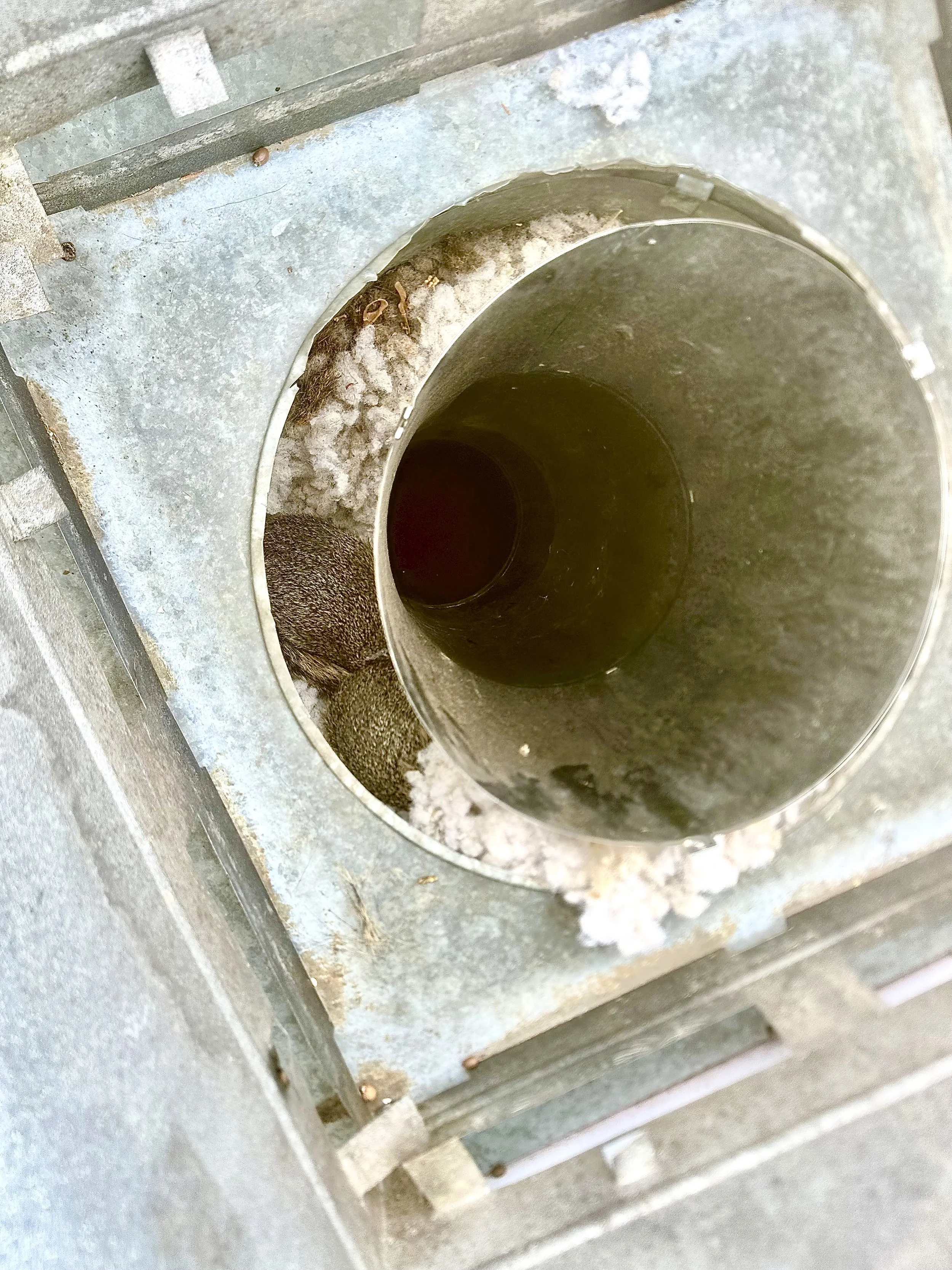 Close-up of a metal mailbox slot with dirt, dust, and some debris around it. squirrels stuck inside chimney 