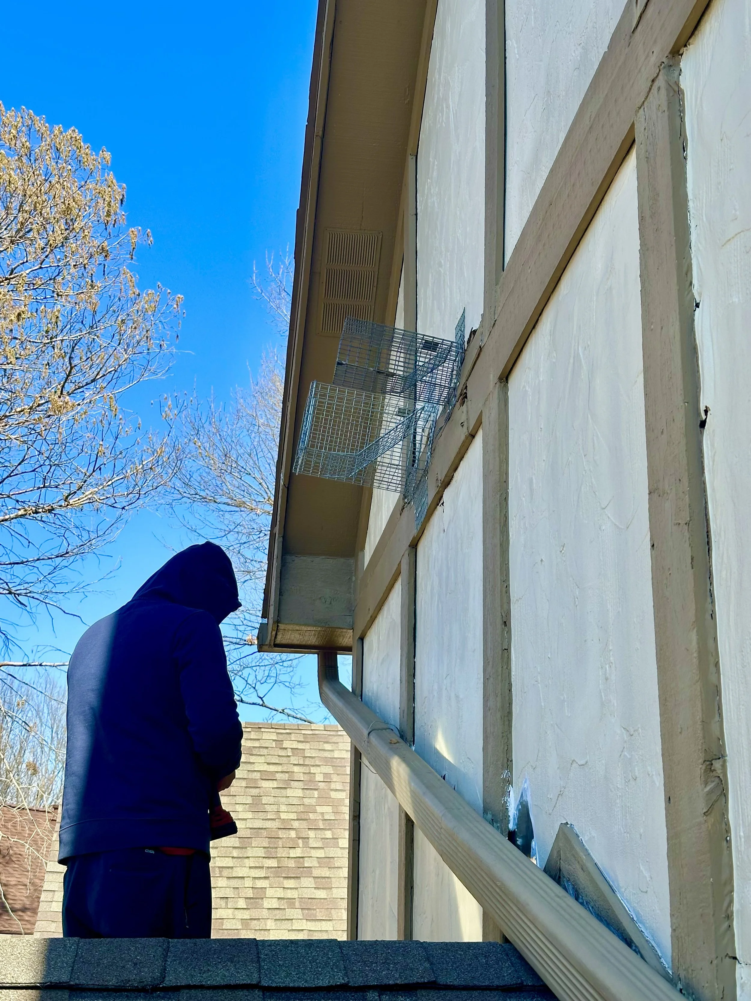 A person wearing a dark jacket and a hat, looking up at a house's siding, gutters, and window structure during a sunny day with a clear blue sky and leafless trees in the background. wildlife service
