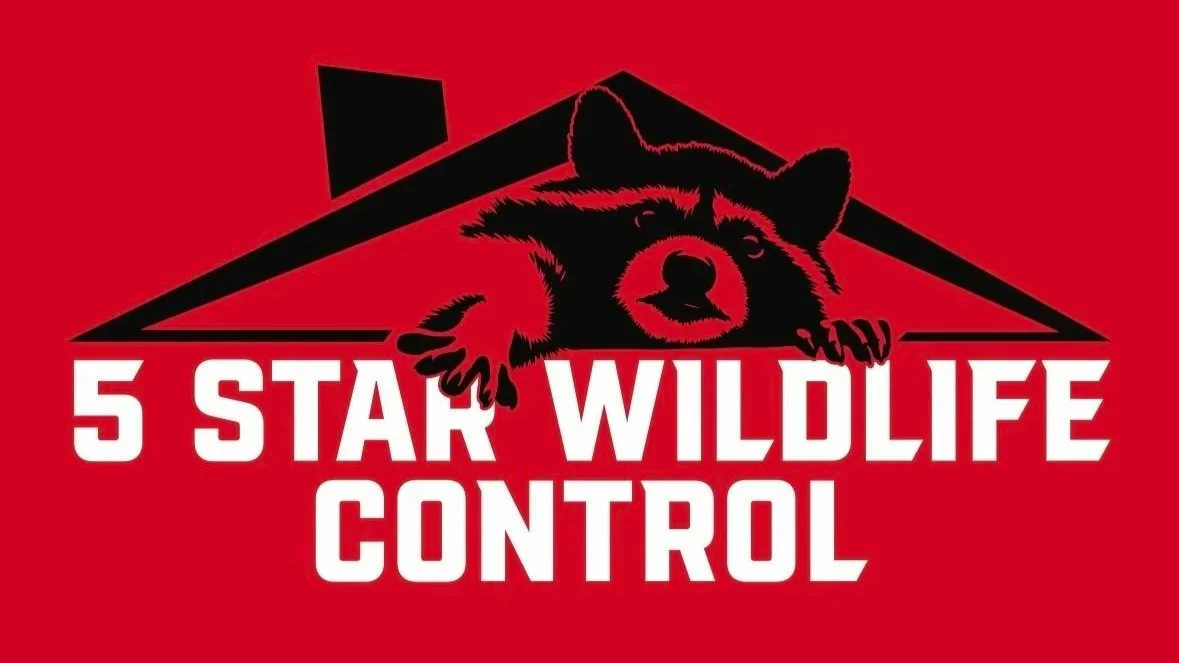 5 Star Wildlife Control