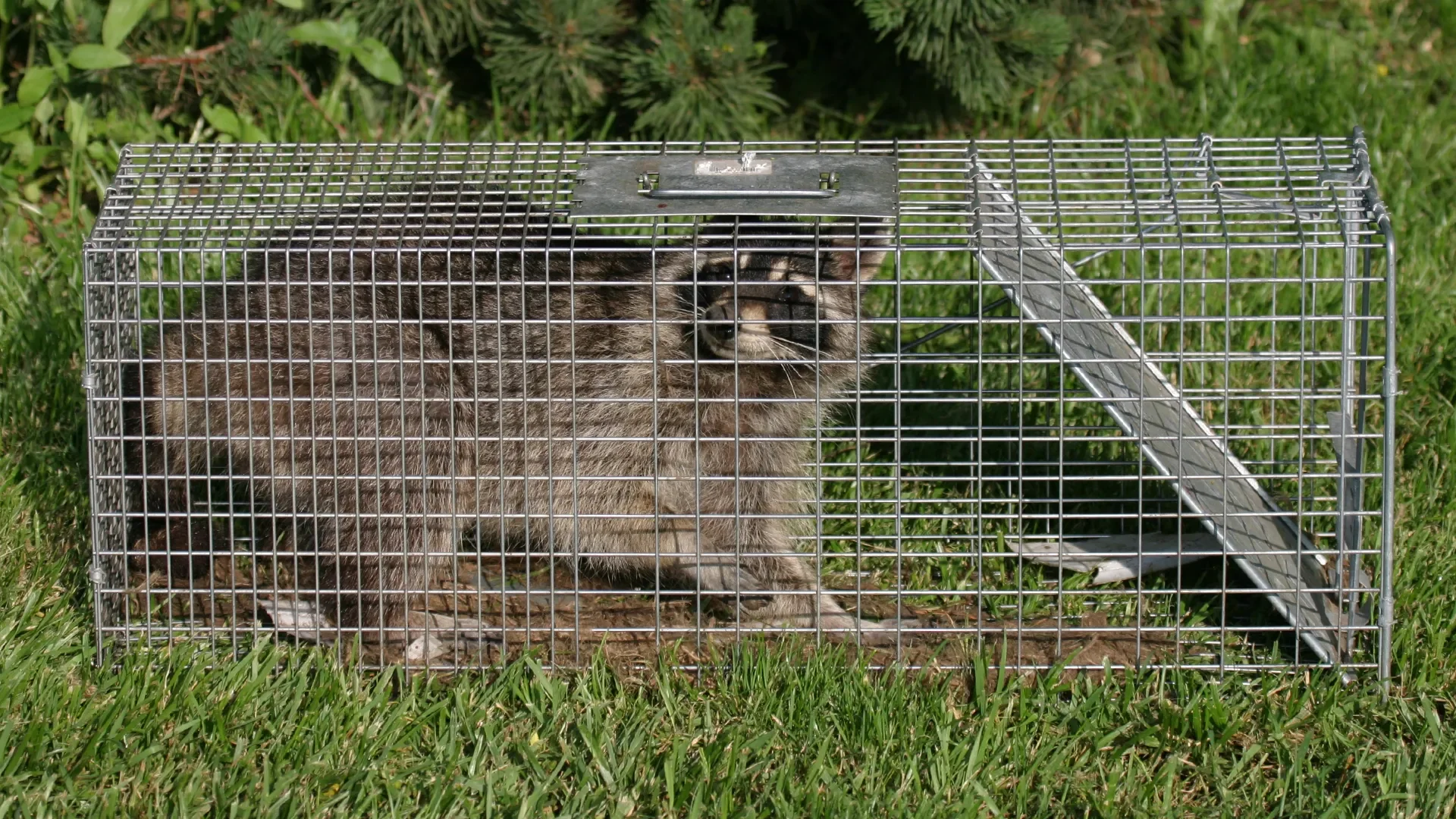 Wildlife Trapping