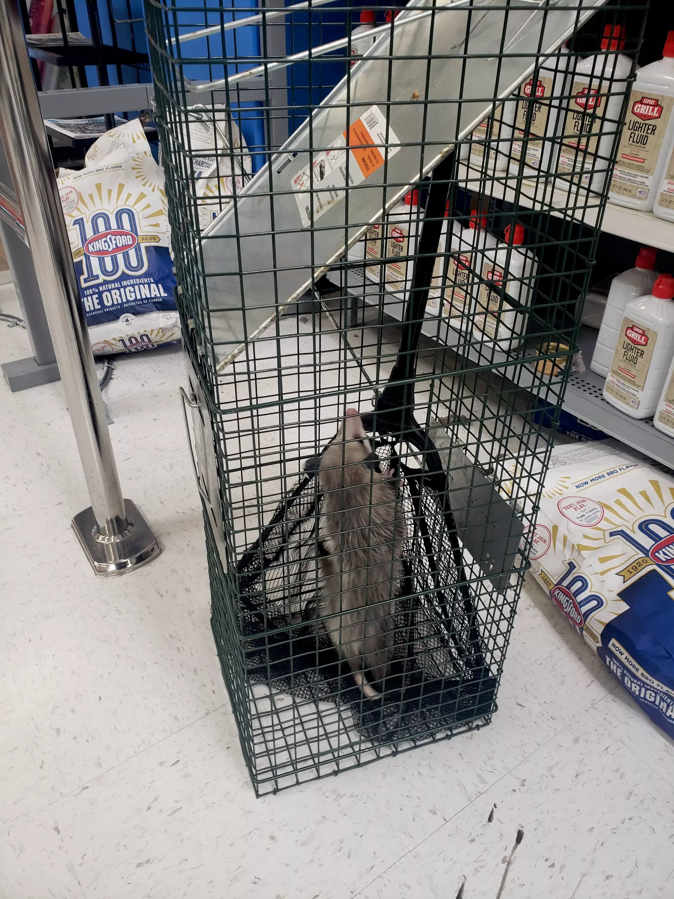 A raccoon in a metal shopping cart inside a store aisle, with pet food and lighter fluid on shelves behind.