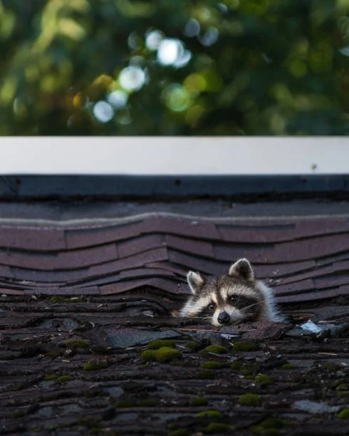 A raccoon peeking out from a hole in a roof with shingles, with blurred green trees in the background.