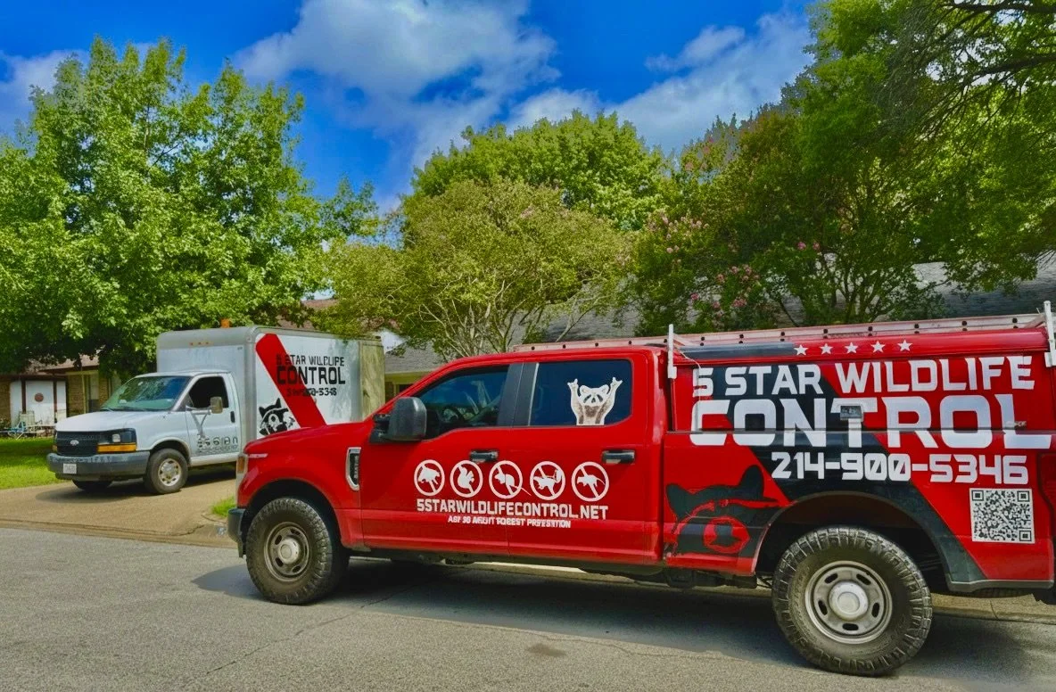Red wildlife control truck parked on the street with company contact info and logo, alongside a white truck also labeled wildlife control, in a neighborhood with green trees and a blue sky.