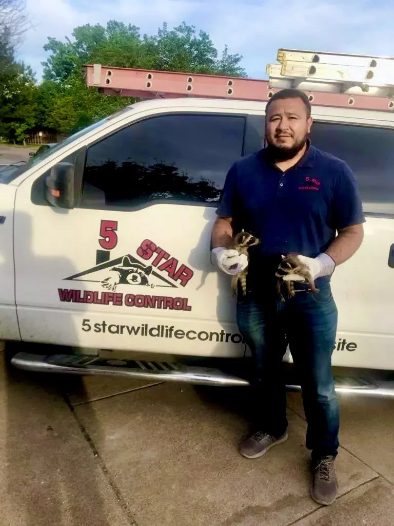 A man standing next to a white vehicle with a logo that reads '5 STAR WILDLIFE CONTROL' and a website. He is holding two small raccoons wearing gloves. 