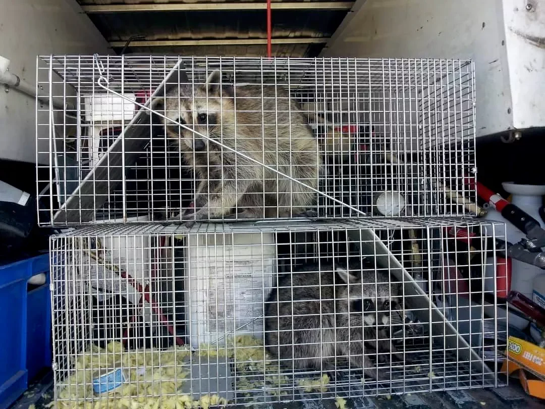 Two raccoons trapped in wire cages, one sitting on the upper cage and the other on the lower, inside a vehicle or storage area with various supplies and tools visible in the background. wildlife removal raccoon removal raccoon trapping