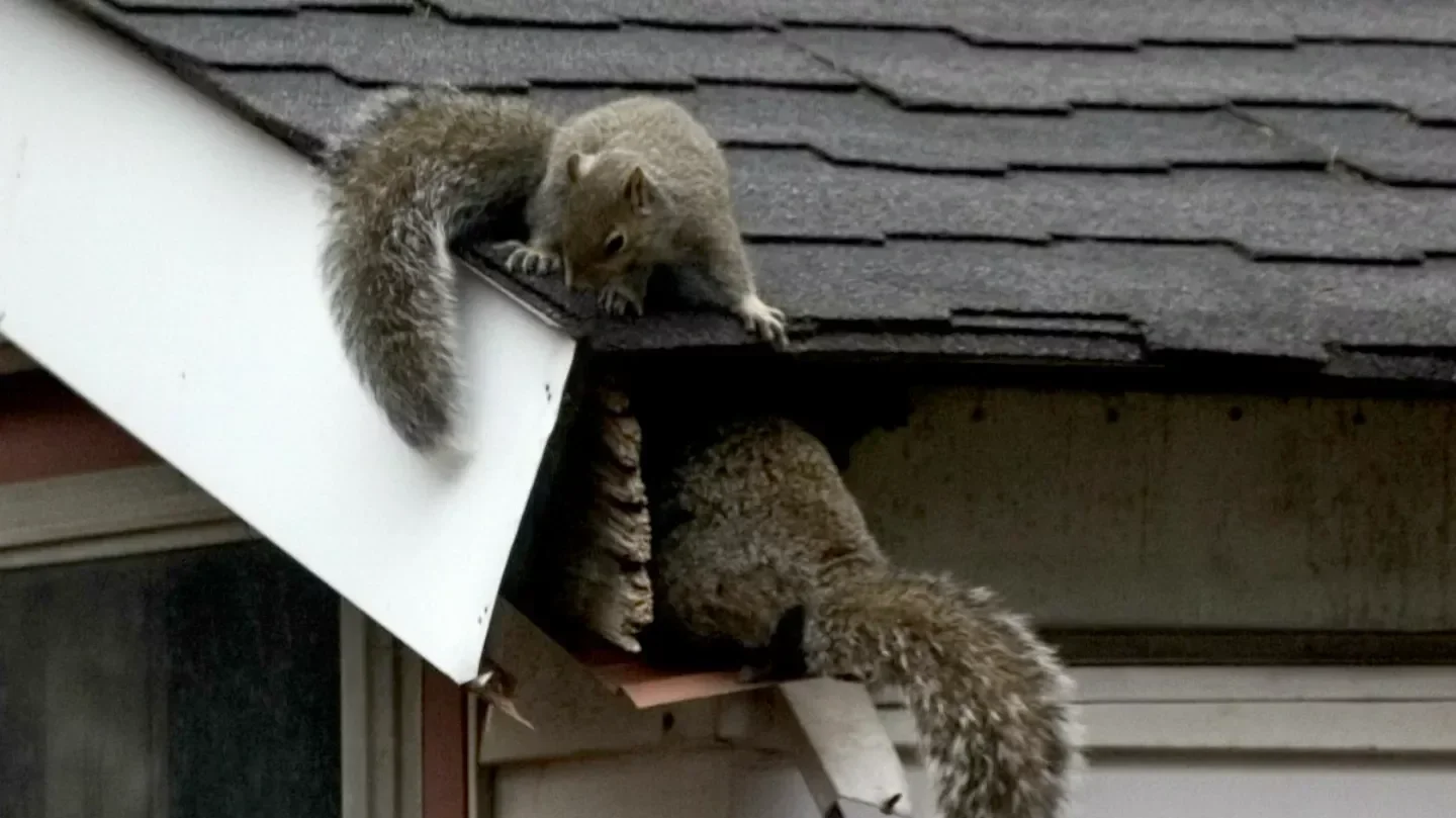 Squirrel Removal