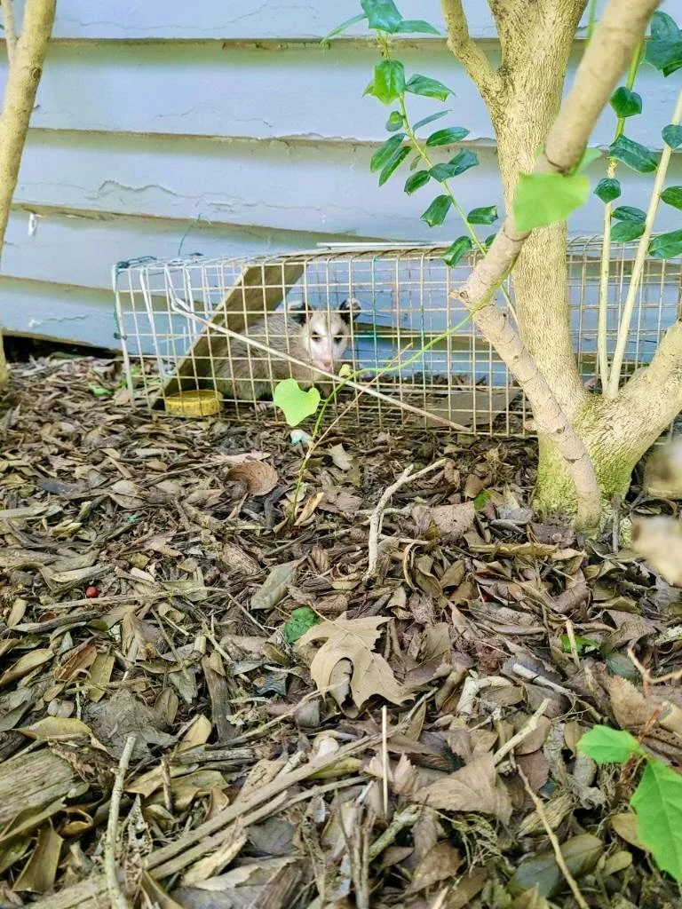 A raccoon inside a small wire cage outdoors near a tree and fallen leaves.