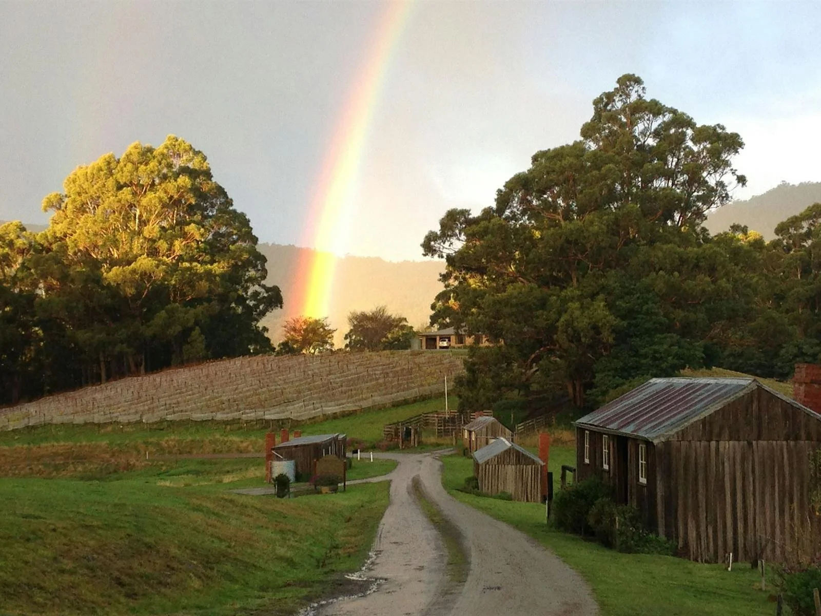 Hartzview Vineyard