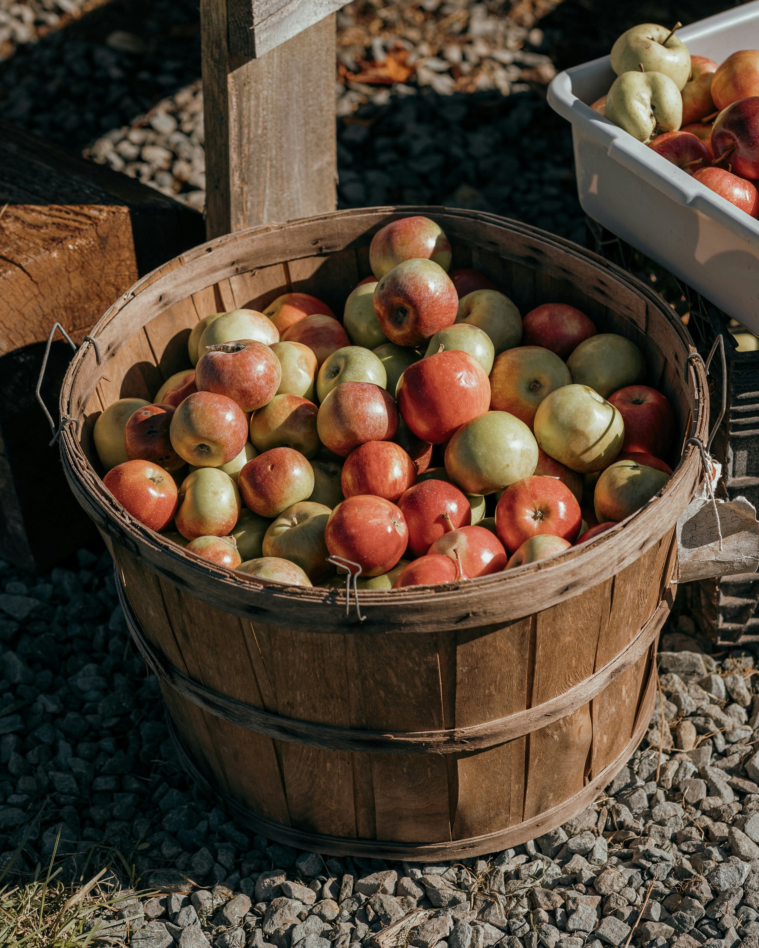 A wooden basket filled with apples sits on a gravel surface, with a white container of more apples nearby.