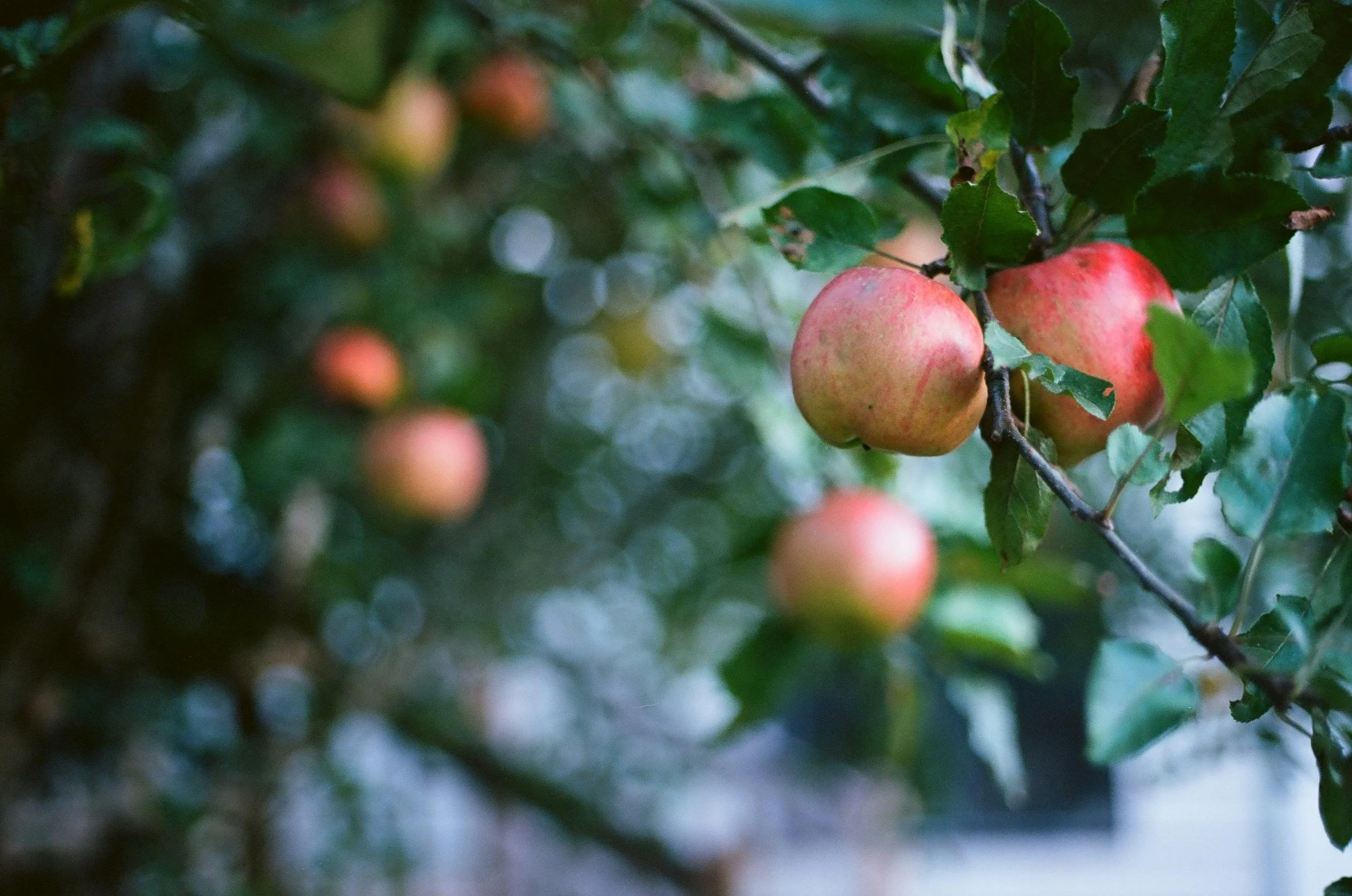 Close-up of a branch with ripening red and yellow apples among green leaves.