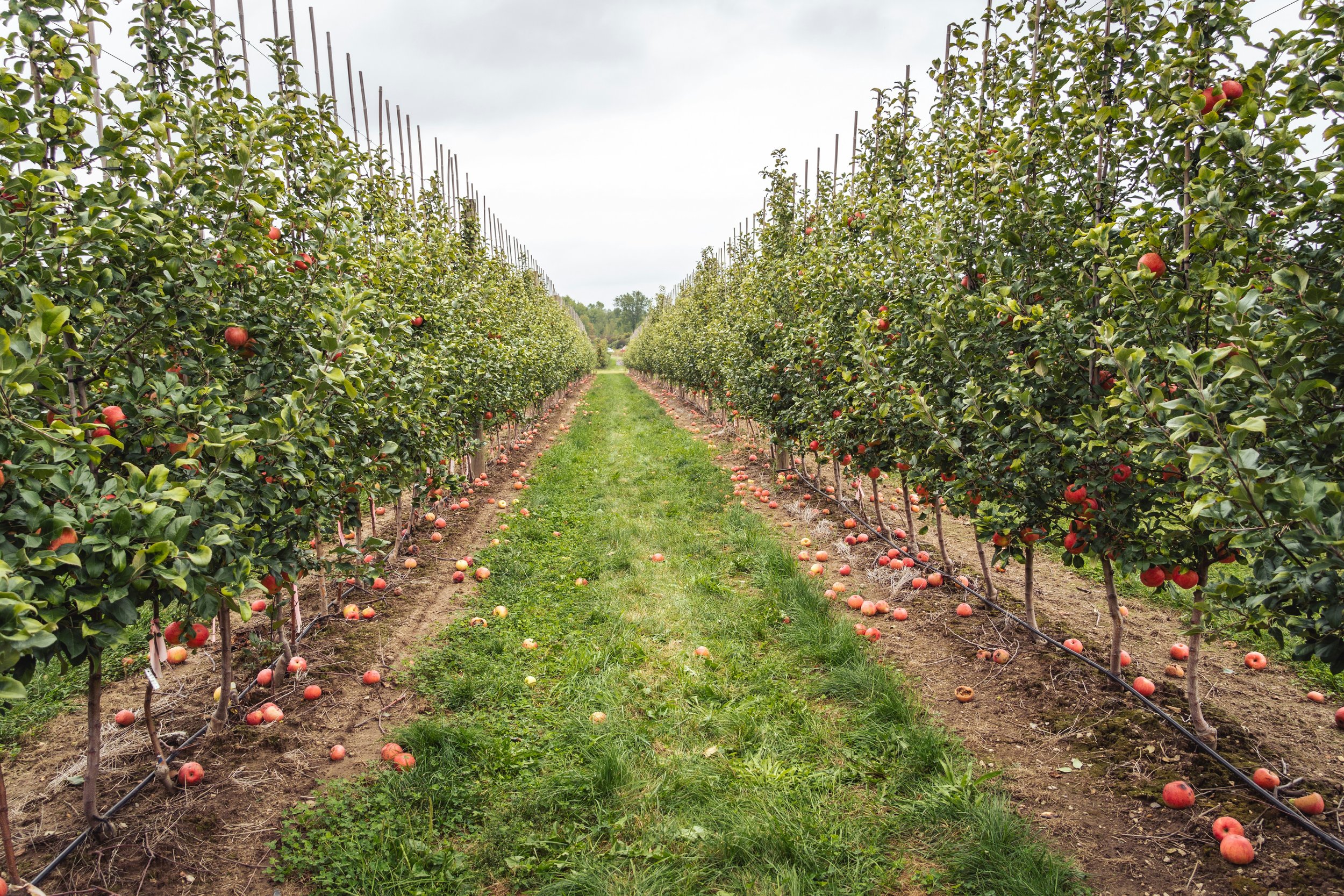 Apple orchard with rows of apple trees and fallen apples on the ground during daytime with overcast sky.
