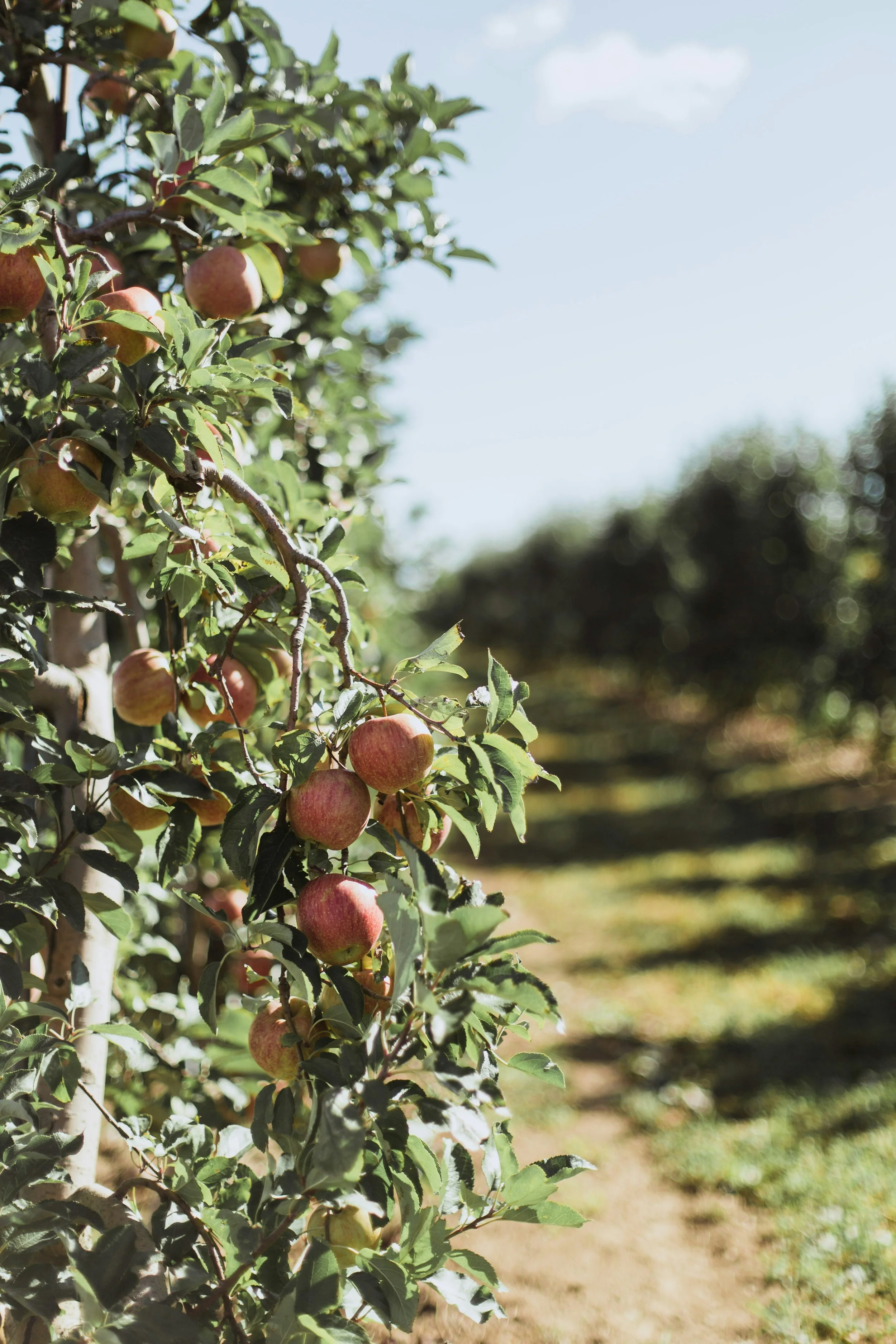 Apple tree with ripe apples hanging from branches in an orchard during daytime, with a clear blue sky in the background.