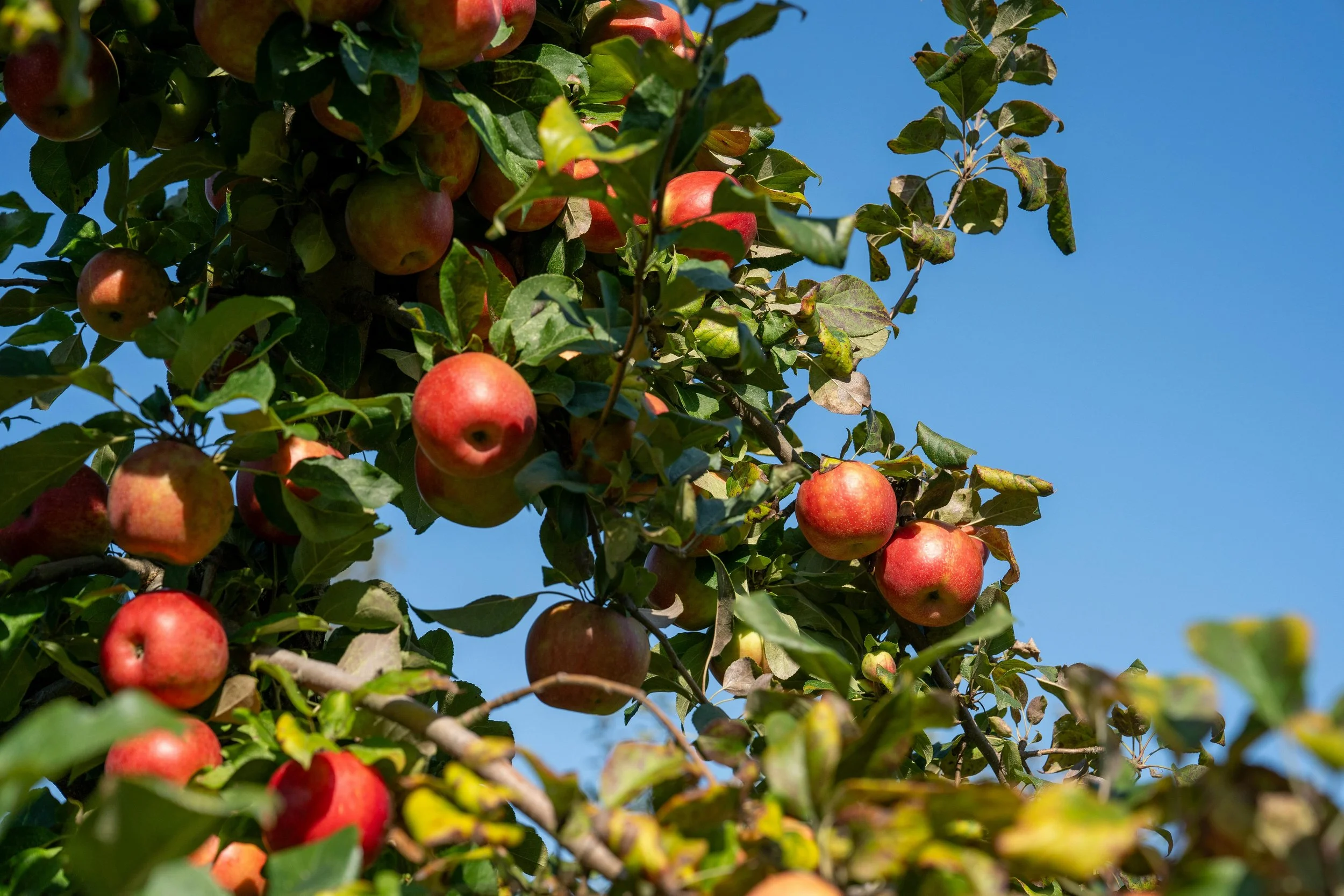 A close-up of an apple tree with red and green apples hanging from its branches and green leaves, against a bright blue sky.