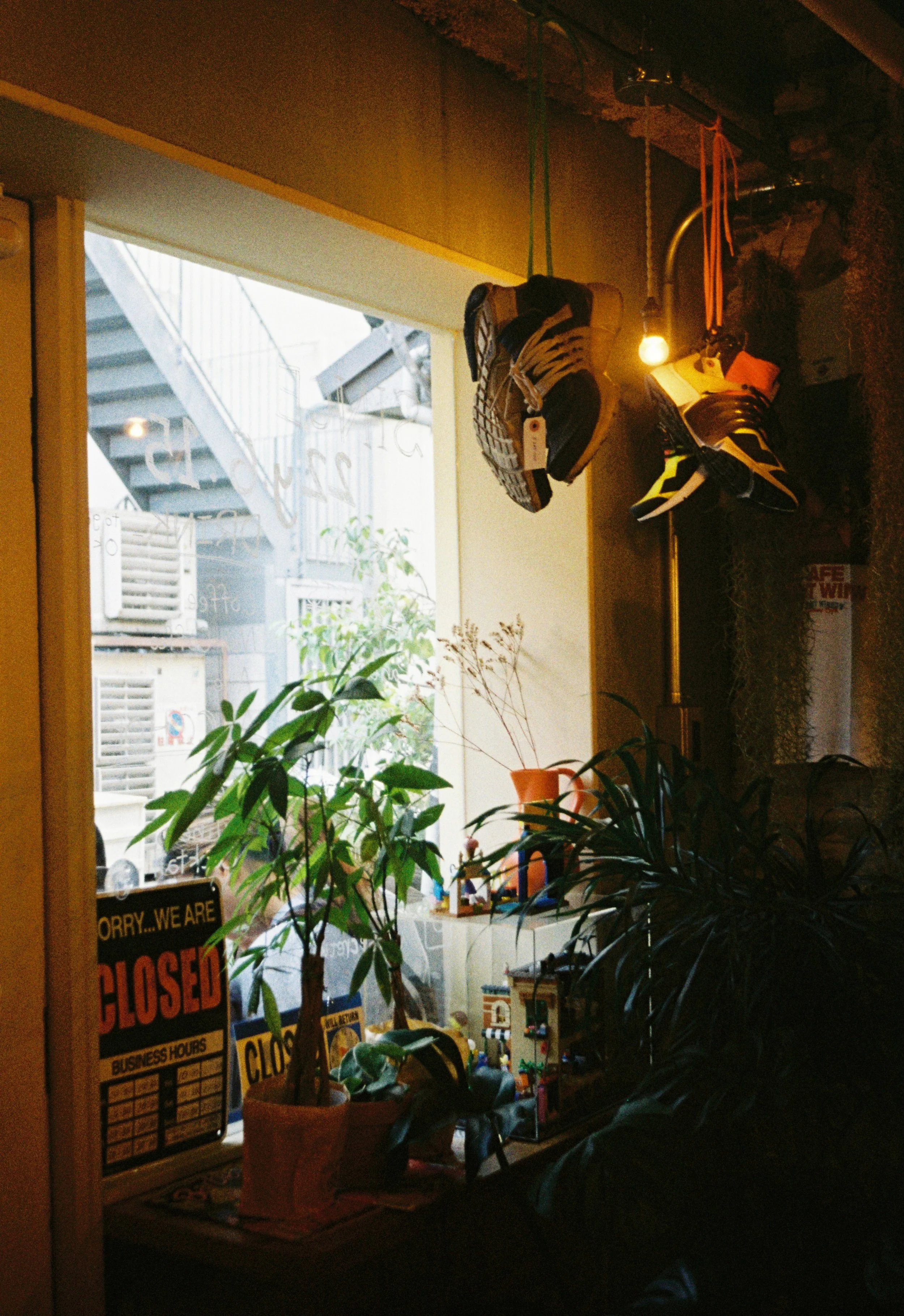 Plants and soft natural light inside a Japanese cafe captured on film photography.