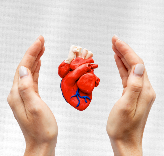 Artwork of a realistic human heart model being held between two hands.