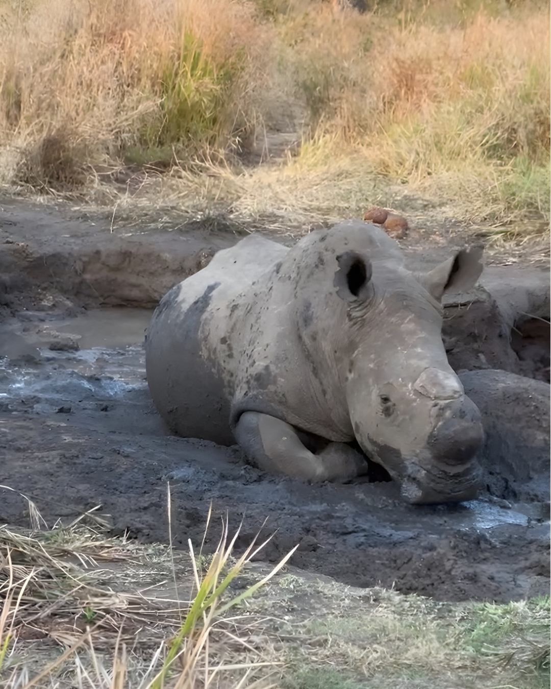I Almost Booked Kruger. Here's Why I'm Glad I Didn't.