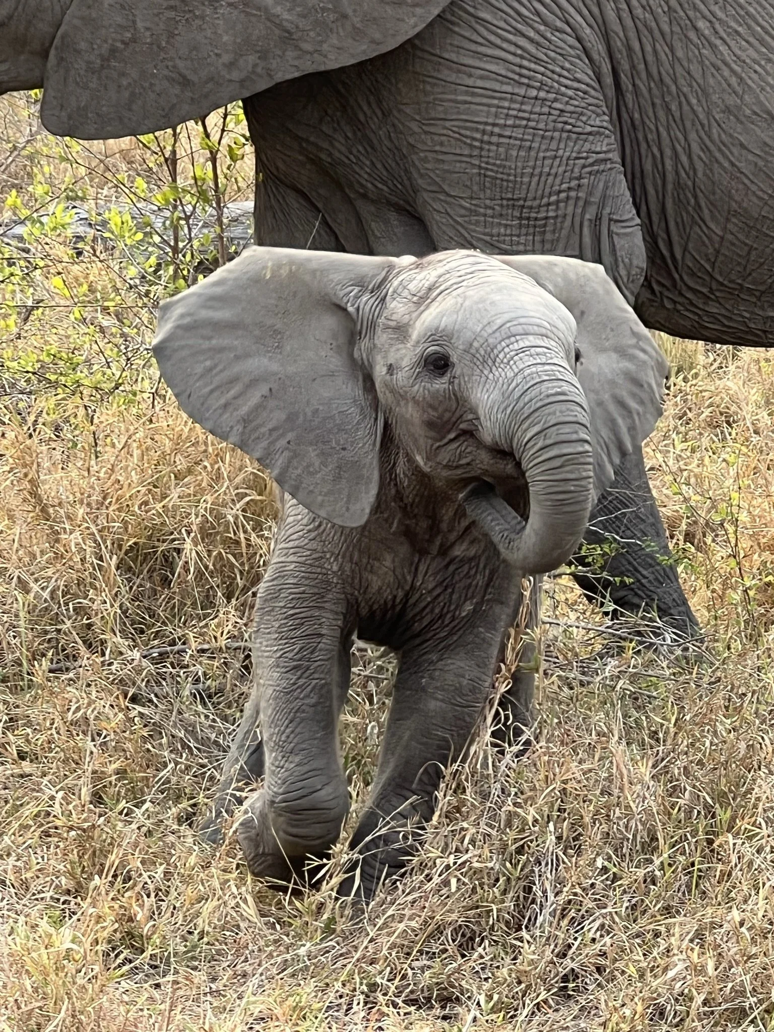 Sabi Sabi Bush Lodge – More Than a Safari, It Was a Journey