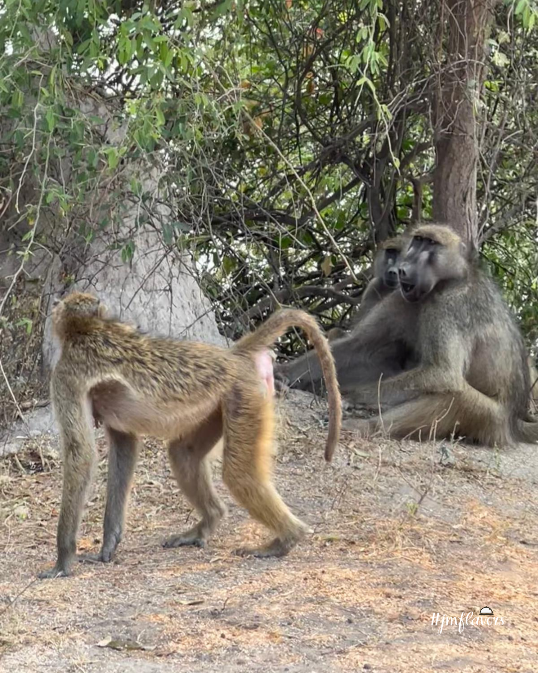 Baboon (2).png