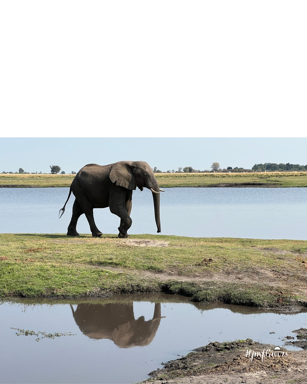 elephant reflection.png