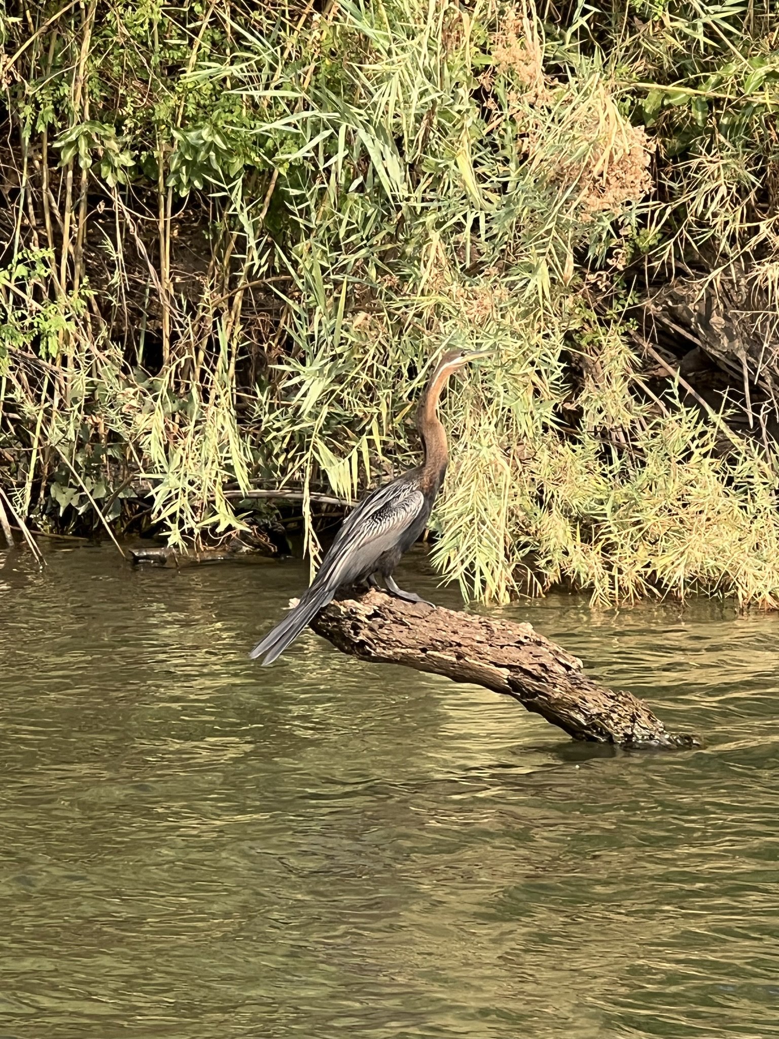 snake bird.JPEG