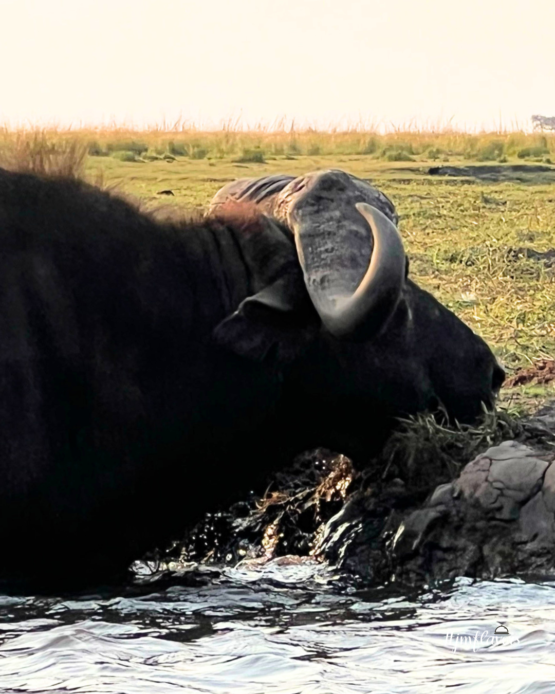cape buffalo.png