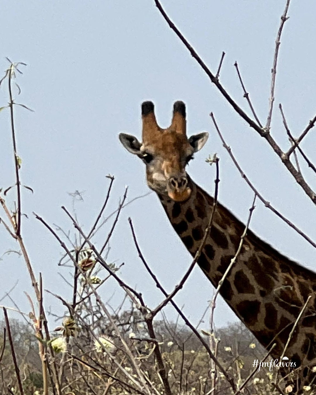 botswana jmflavors (9).png