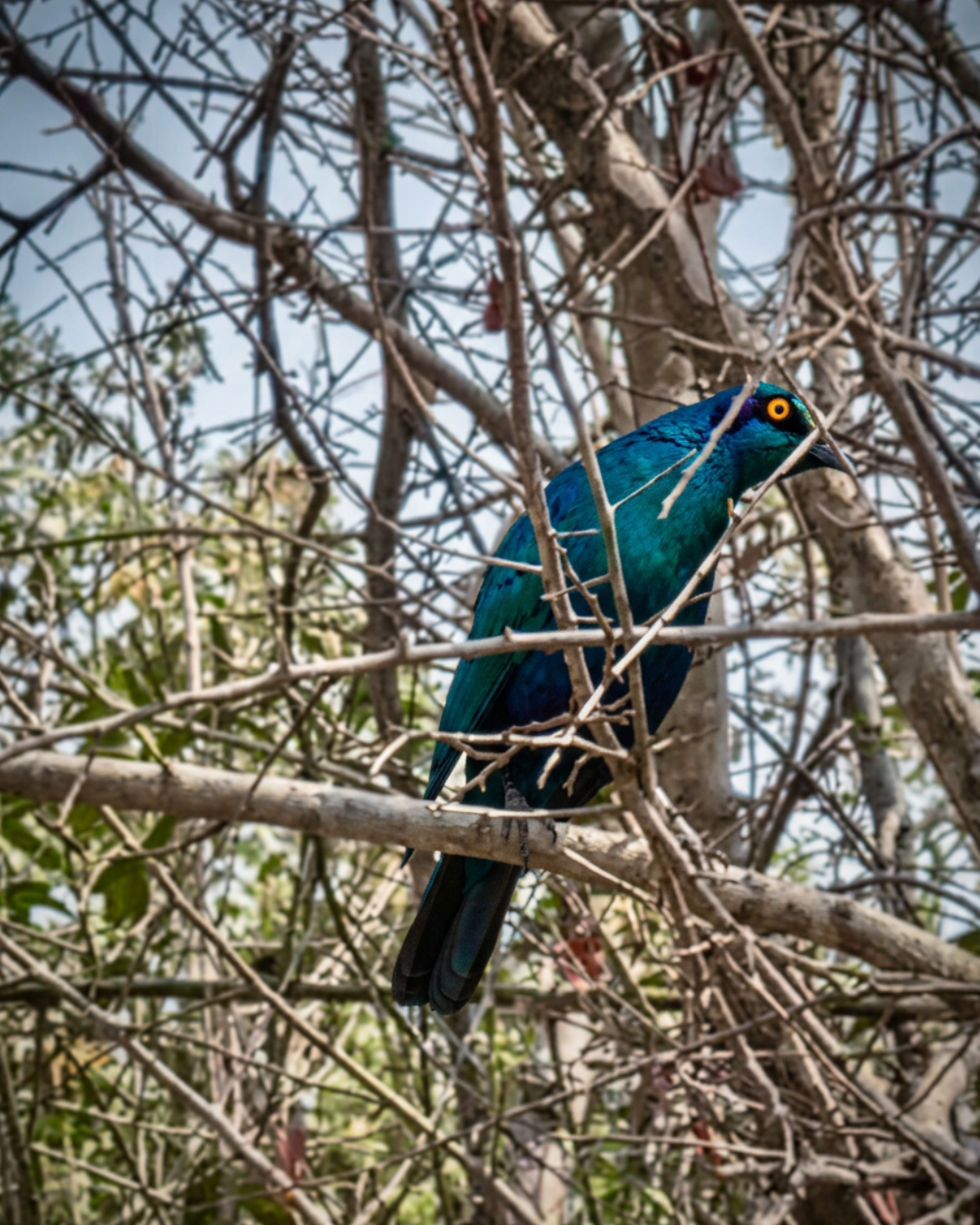 Cape Glossy Starling.png
