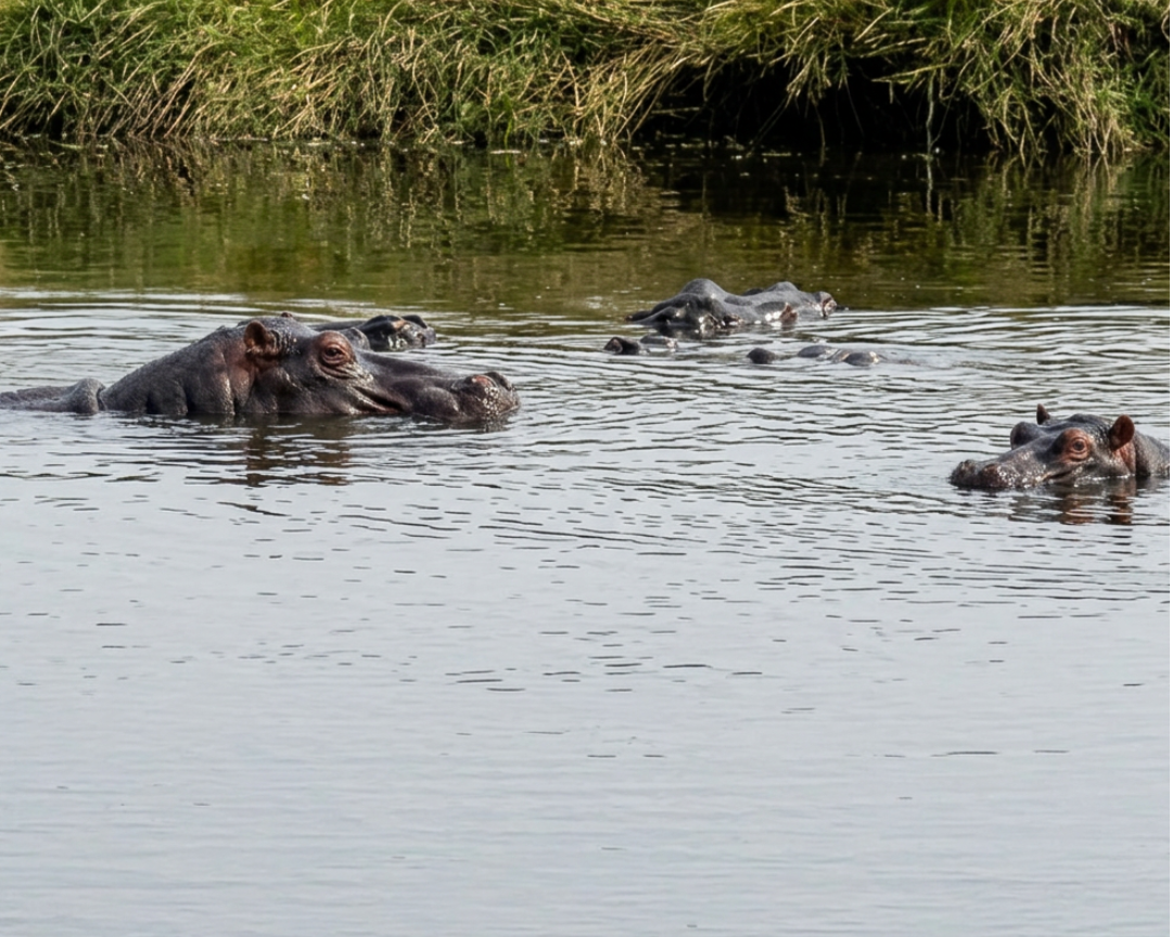 The Night the Hippos Shook My Bed