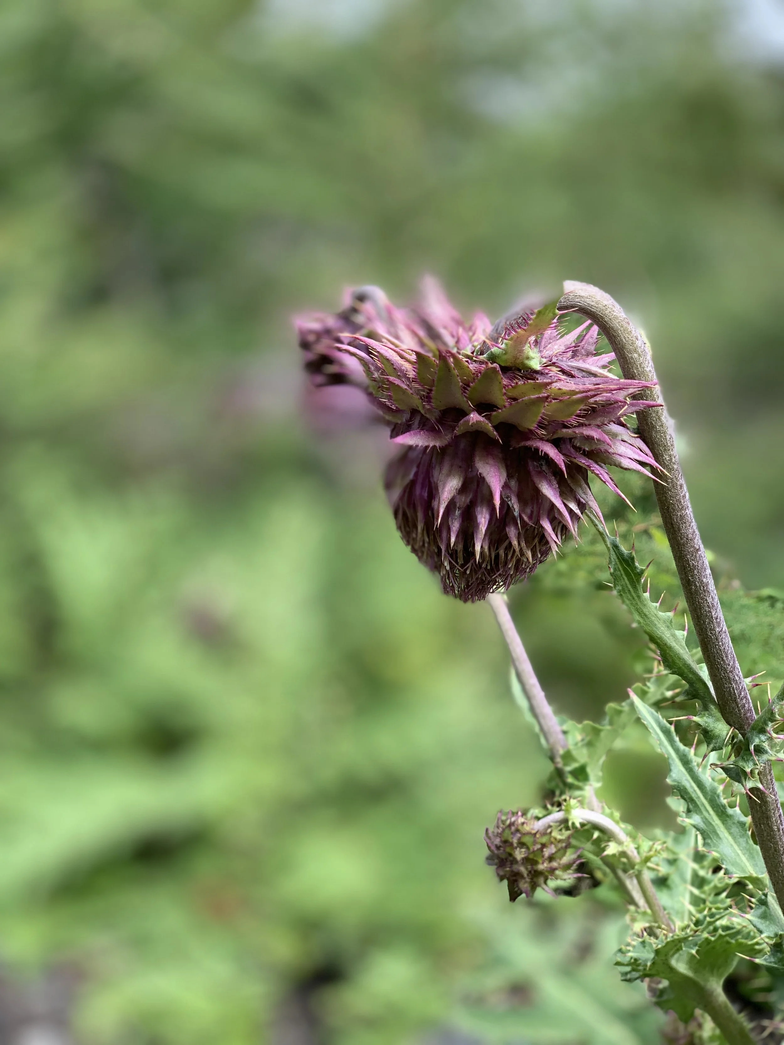 IMG_8259.JPEG