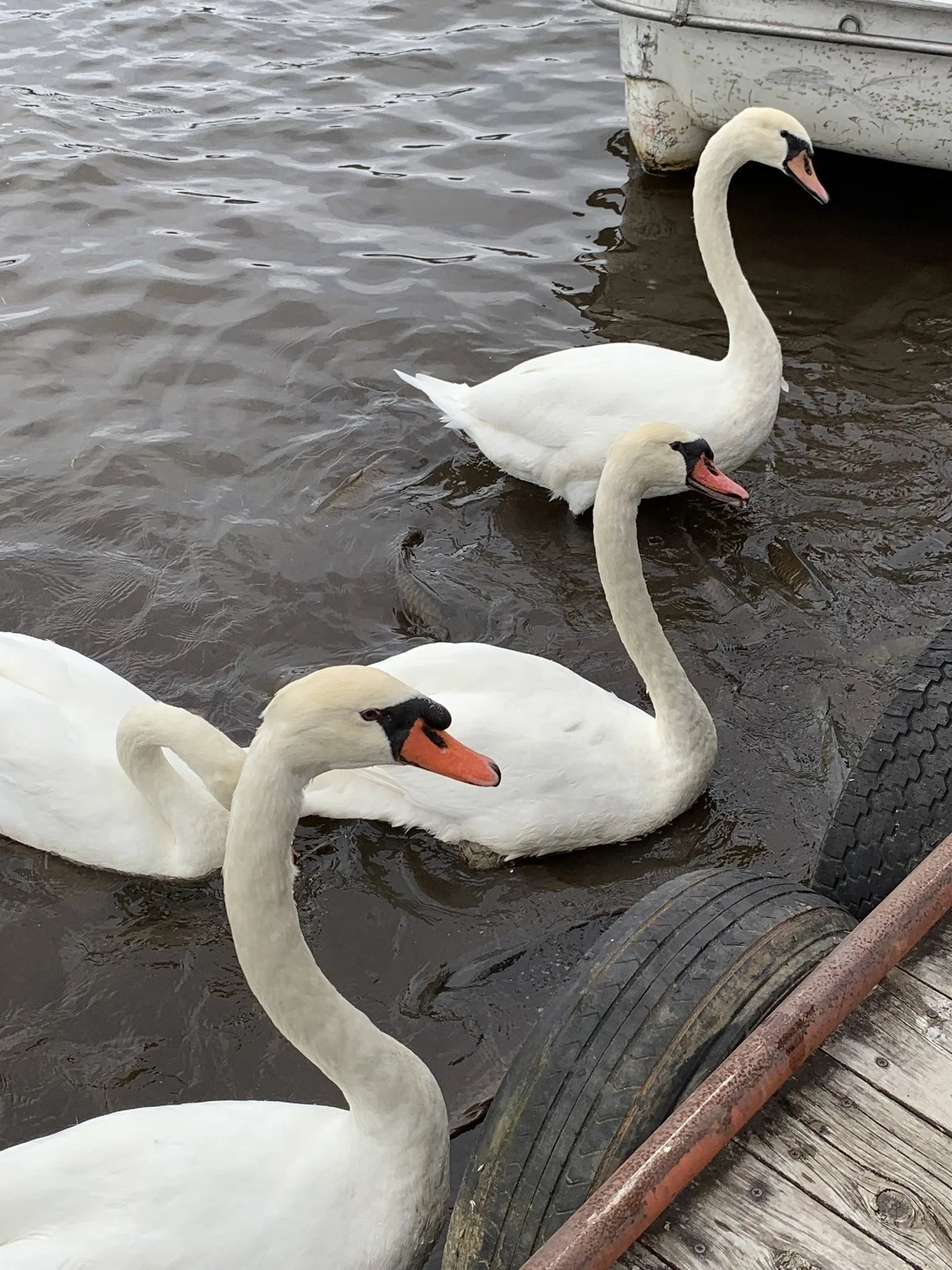fiji swans.JPEG