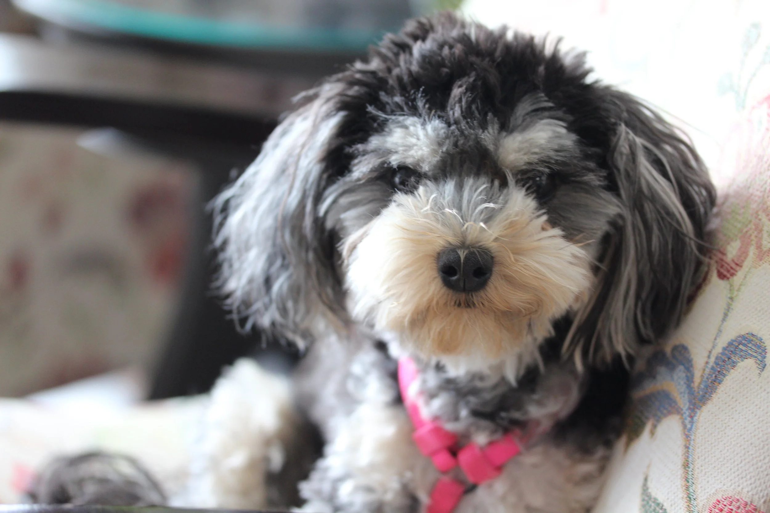 Close-up of a fluffy black and white puppy with curly fur, lying on a blanket with pastel patterns, looking at the camera.