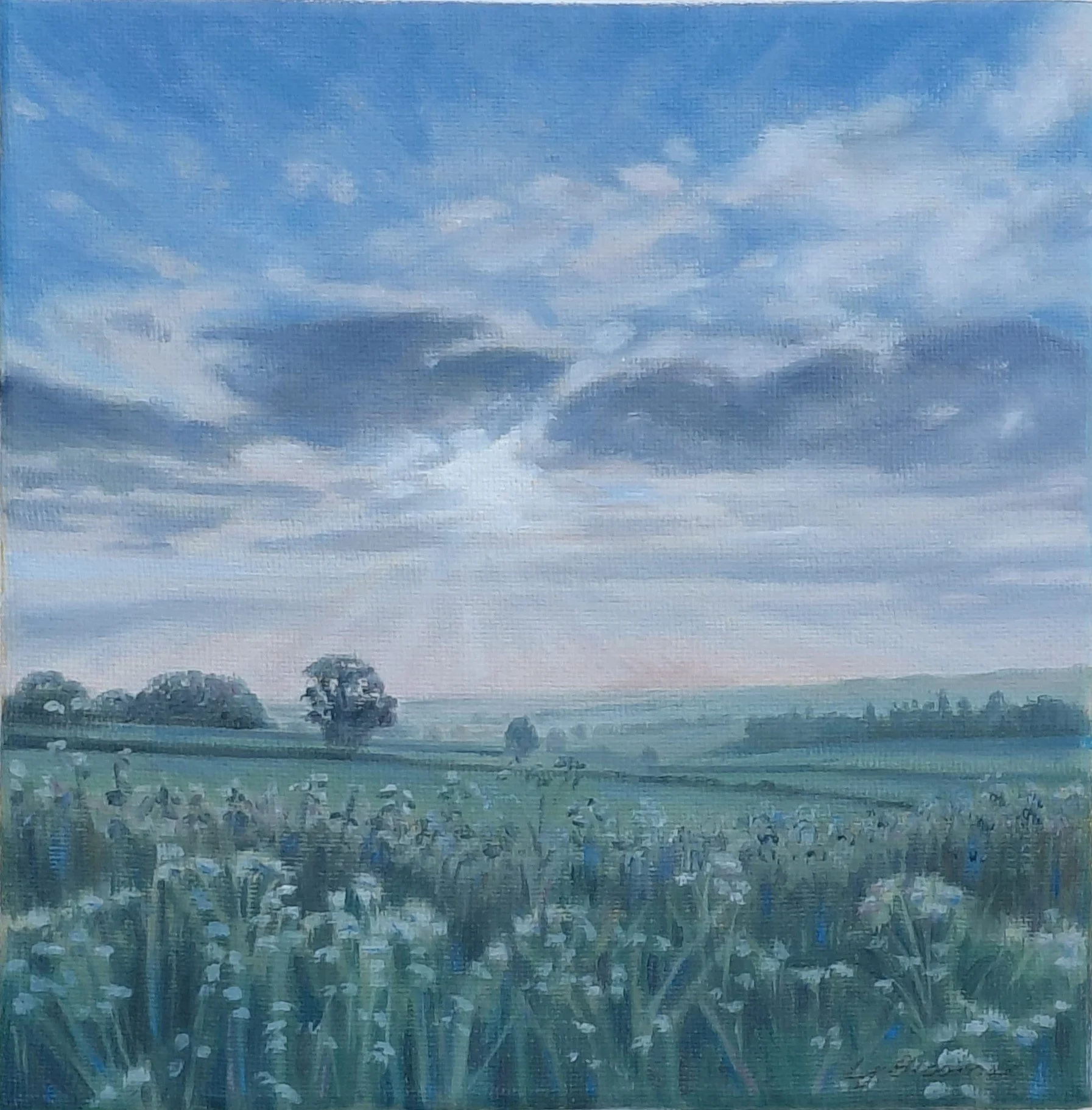 Dusky pink - 8 x 8 - Oils - Framed