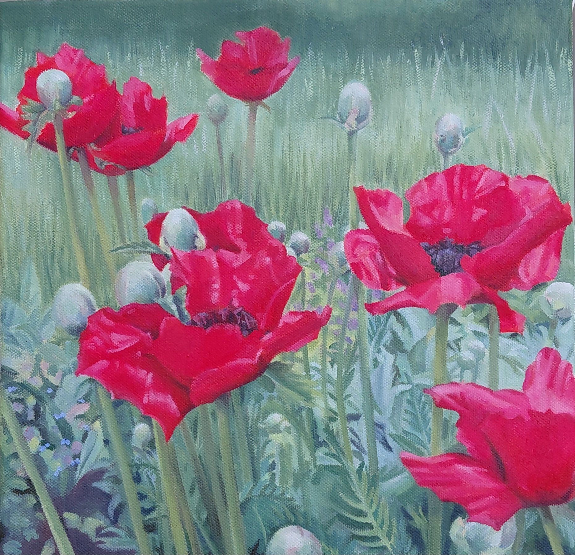 poppies.jpg