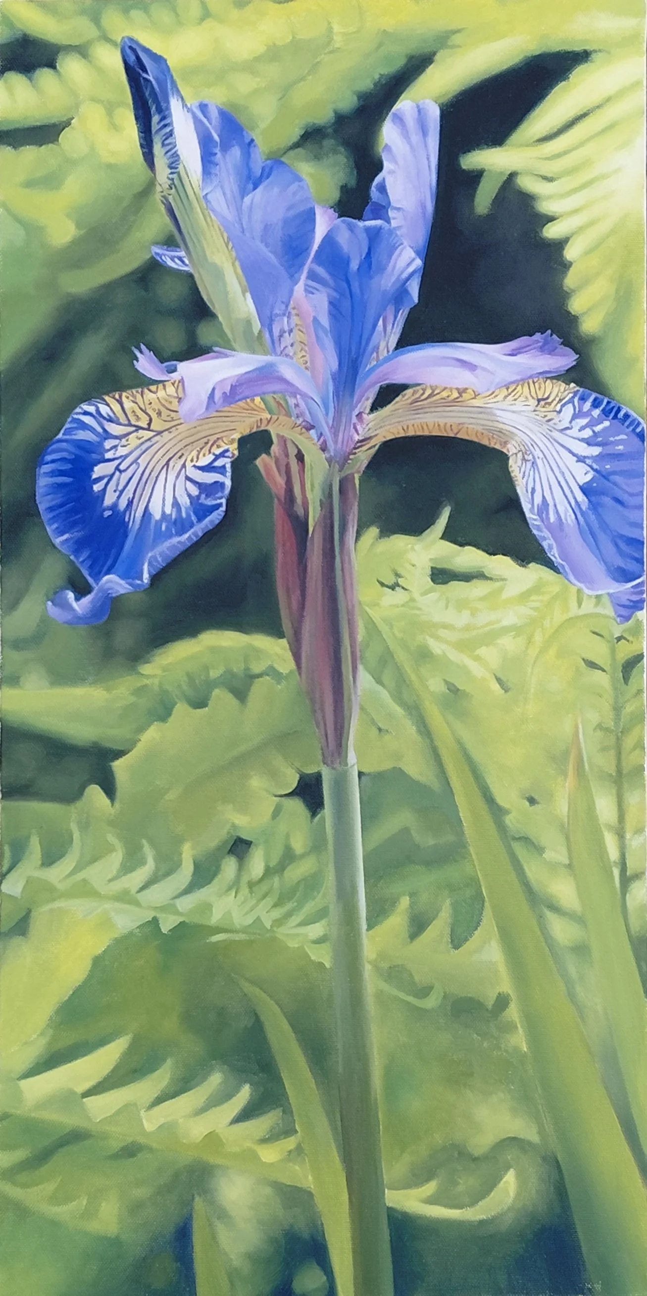 Proud as a Peacock II - 24 x 12 - Oils - Framed
