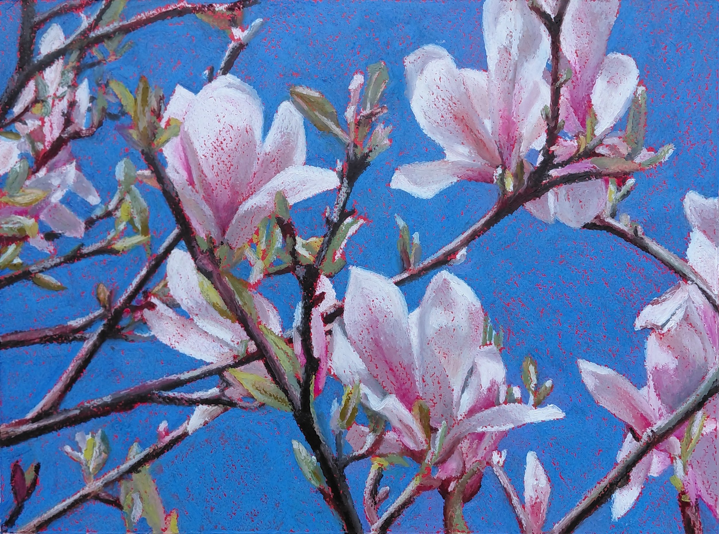 Flowers - Oil Pastels