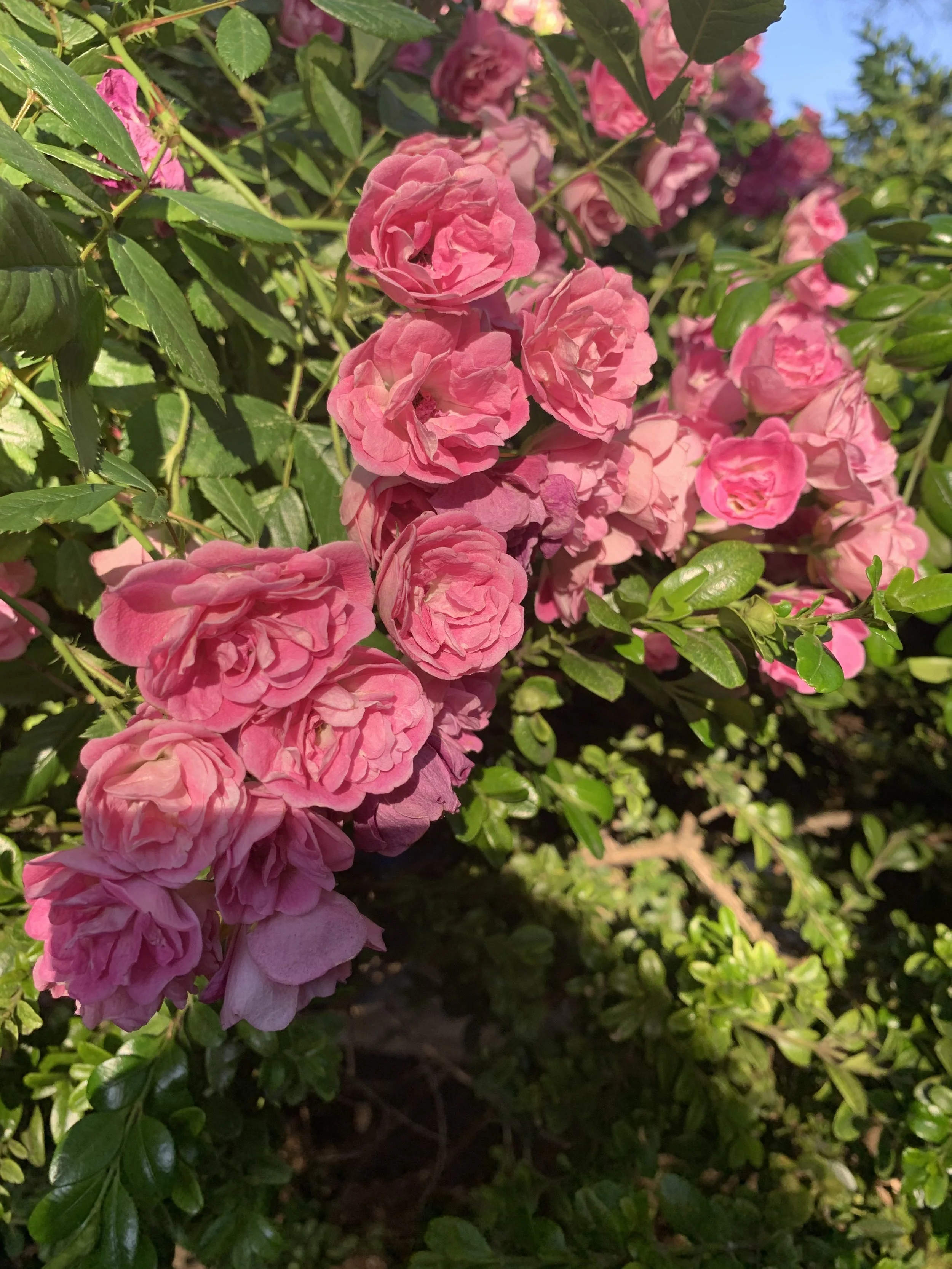 Meditation: Smell the Roses