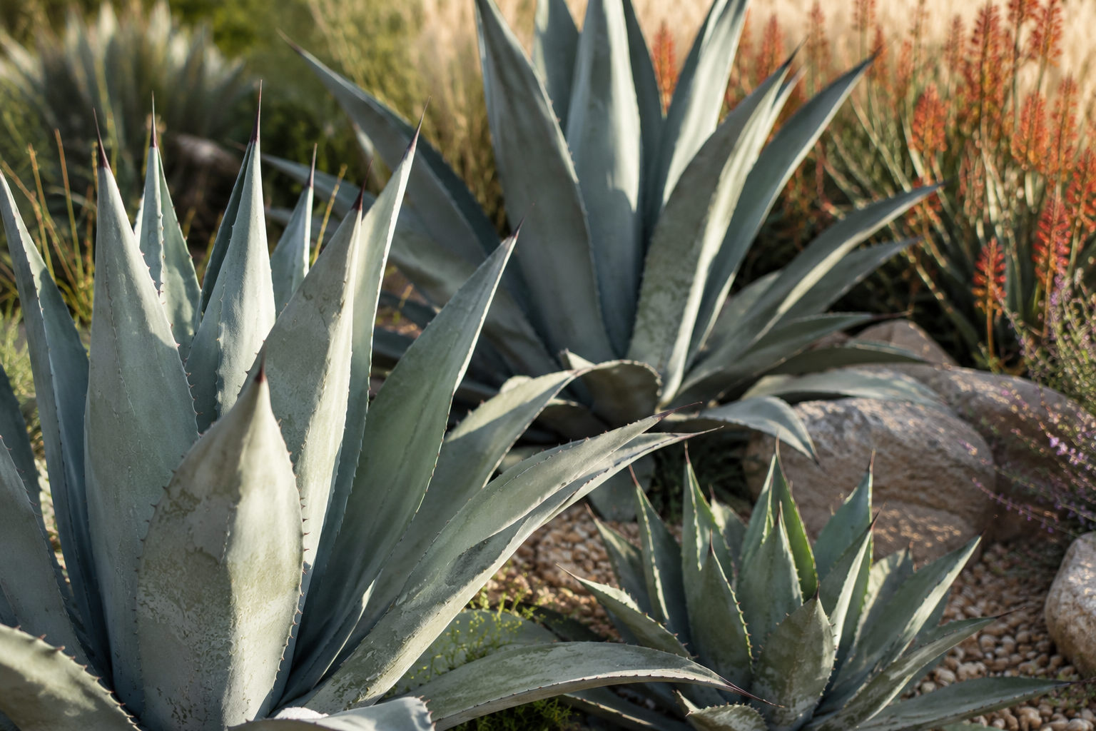 Agave