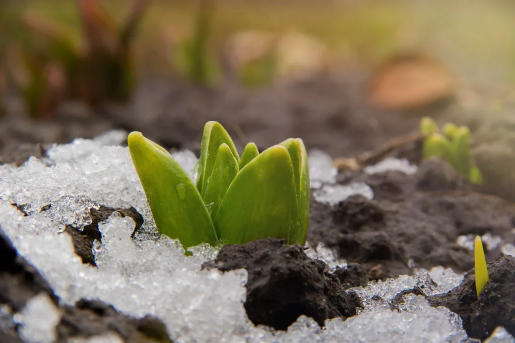 Snow in Spring