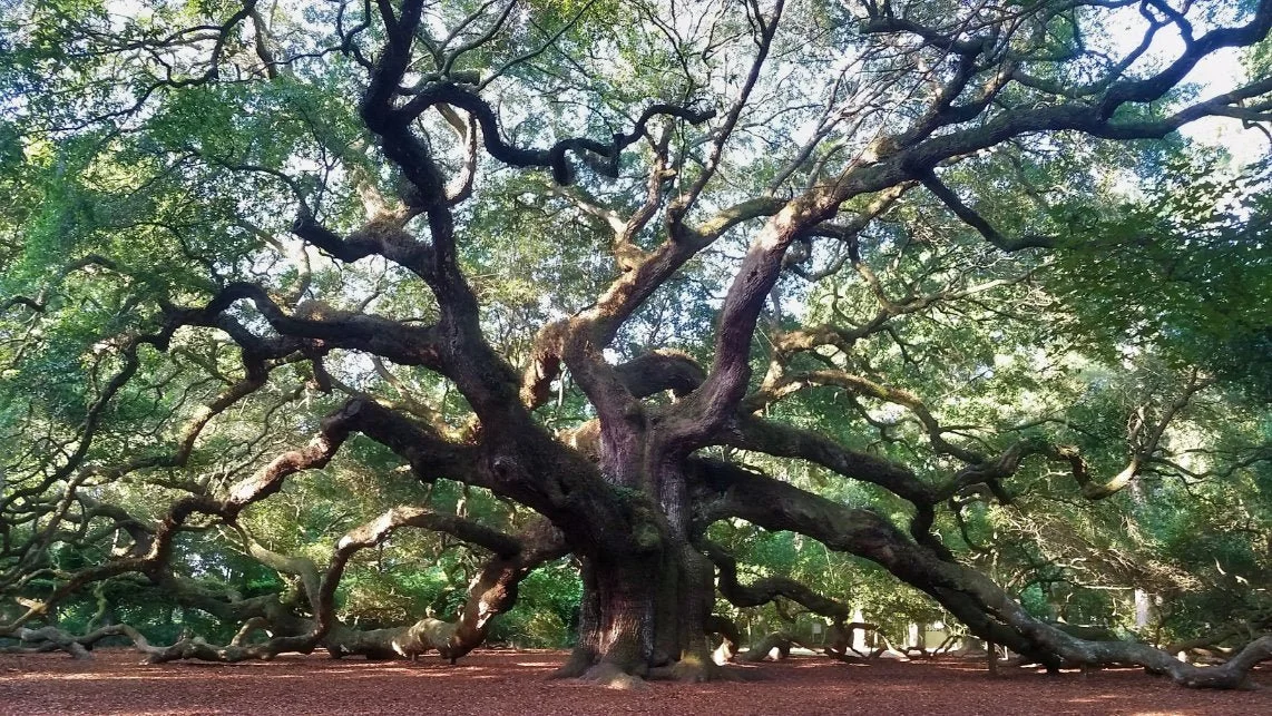 A large, old oak tree with twisting, sprawling branches in a park. The ground is covered with reddish mulch or soil. Sunlight filters through the leaves, illuminating the scene.