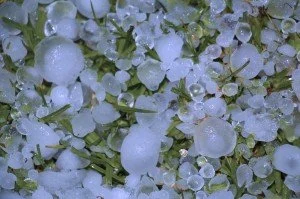 Close-up of frozen raindrops or snow on small green leaves.