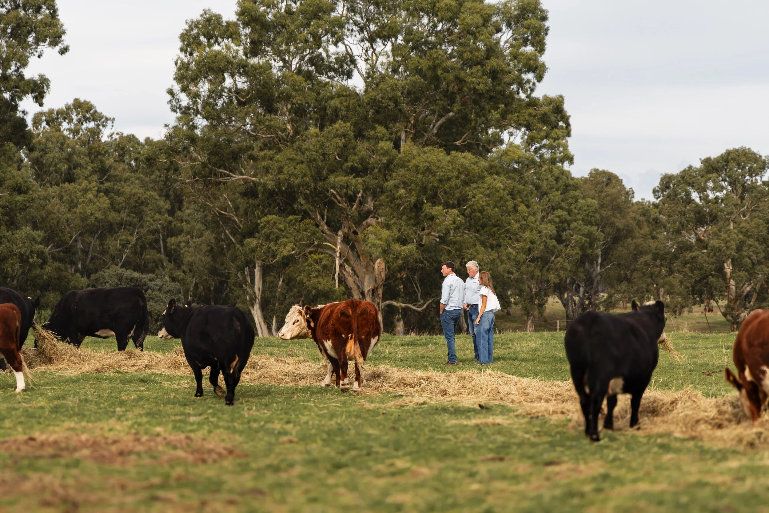 Members of Farm Finance Lachie, Bill and Harmony, standing in a grassy field with grazing cows and large green trees in the background.
